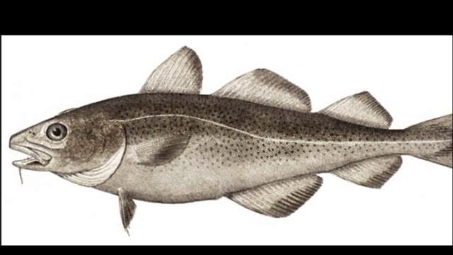 Facts: The Atlantic Cod смотреть онлайн