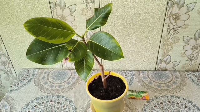 Цикотининовая паста и фикус высочайший смотреть онлайн