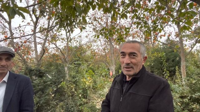 Клубничное дерево и многое в коллекции редких растений Тимура Габибова, 21 ноября 2022 г. смотреть онлайн