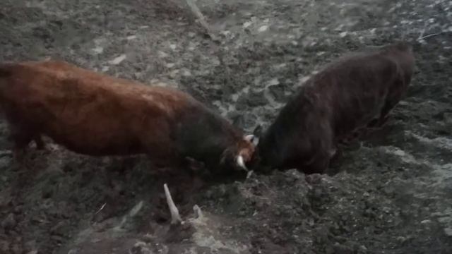 Бежта бои быков бык Загала Бежта Дагестан. 2019г смотреть онлайн