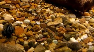 Содержание мальков чернополосых цихлид в общем аквариуме