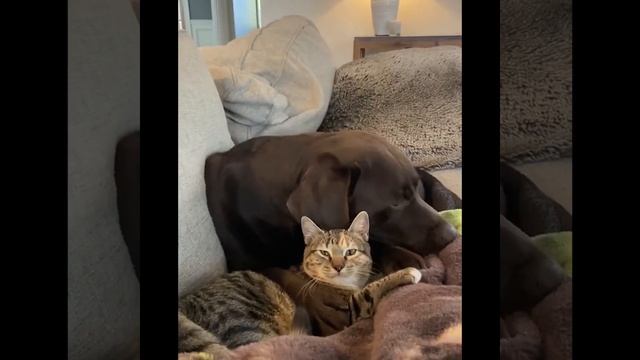 Хаски ест как экскаватор! Смешные моменты с животными из Тик Ток смотреть онлайн