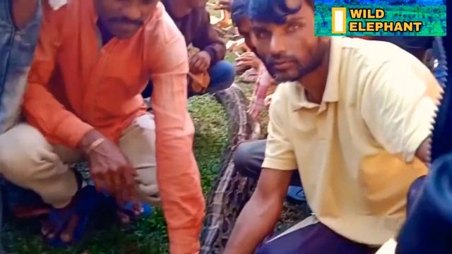 Rescue the python in the middle of the village tea garden смотреть онлайн