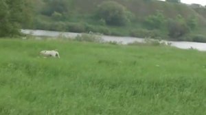 ОХОТА С ПОЙНТЕРОМ-1