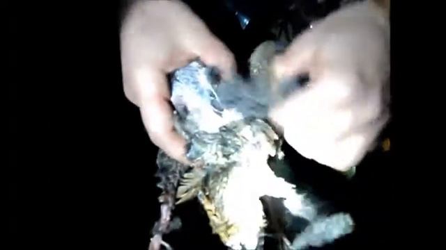Весна, охота на вальдшнепа Woodcock hunting in Russia in 2015 смотреть онлайн