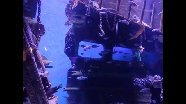 Подводный мир средиземного моря. The underwater world of the Mediterranean sea. смотреть онлайн