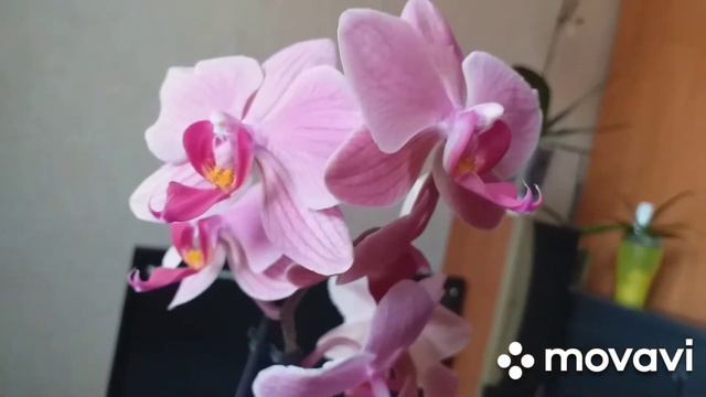 Новые орхидеи , красотки 🌸🌸🌸🌸🌸🌸🌸🌸🌸 смотреть онлайн