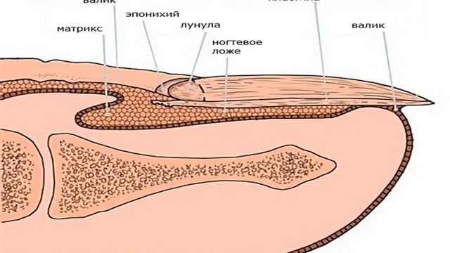 Как быстро отрастить ногти смотреть онлайн