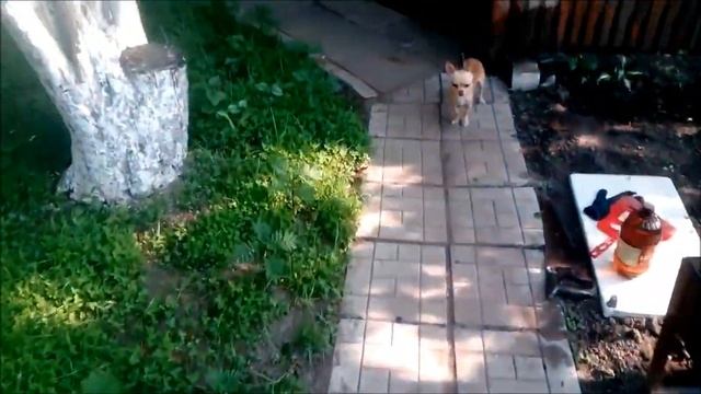 ЧАСТЬ 5/ДАЧА/решила снимать)готовлю чак чак, ЗАПУЩЕННЫЙ УЧАСТОК смотреть онлайн