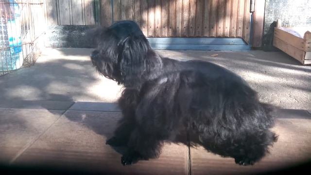 Орхидея Петербургская чёрный щенок. смотреть онлайн