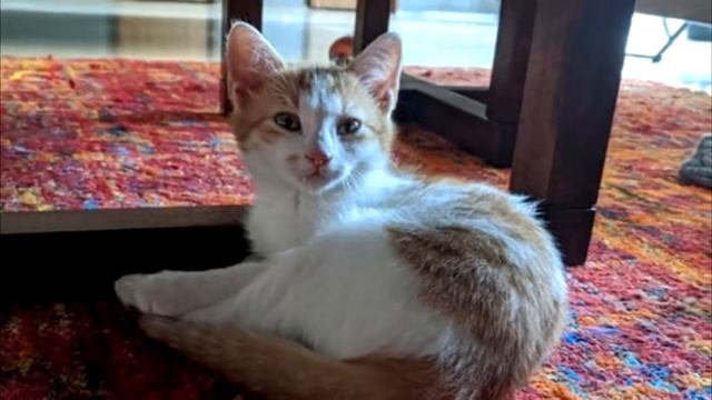 Убегая от собак рыжий котёнок прыгнул мне на ноги и громко кричал, только посмотрите на это смотреть онлайн