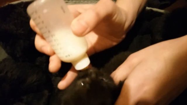 Корление котёнка часть два!