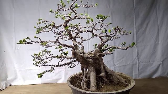 Bonsai Ficus Microcarpa Approximately 20 Years Old смотреть онлайн