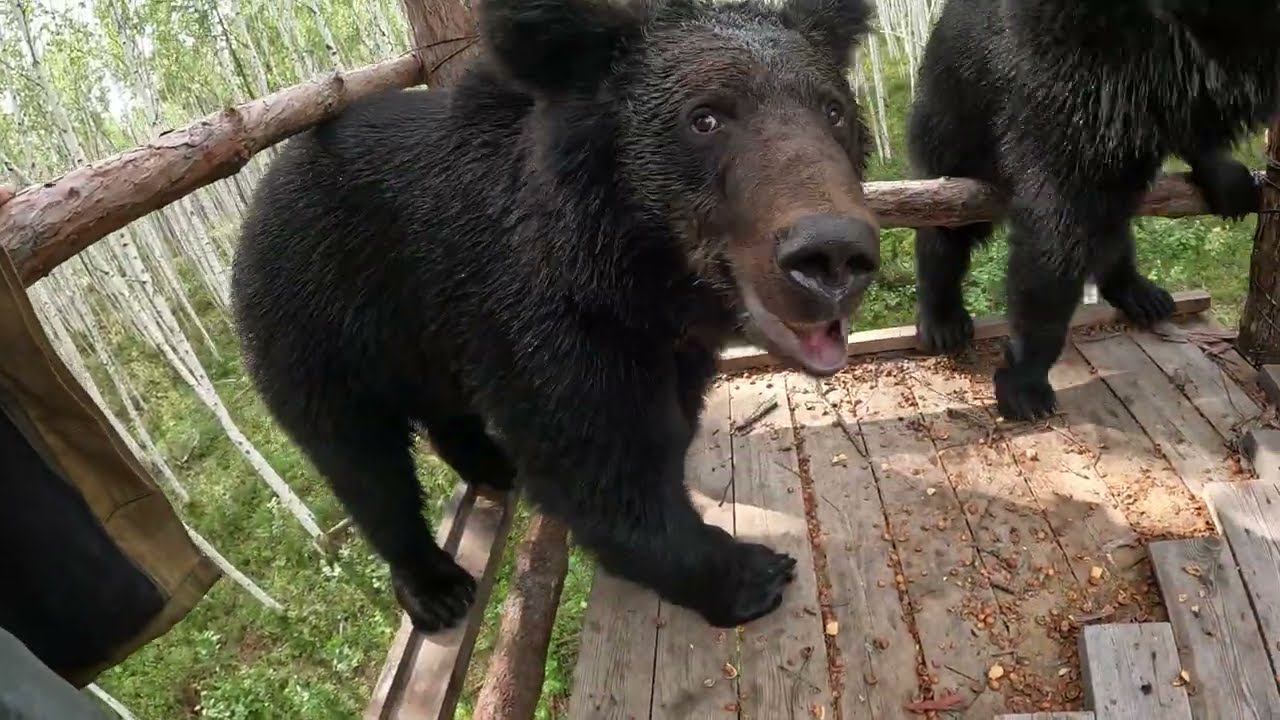 Медведь выгнал сестру из ресторана. смотреть онлайн