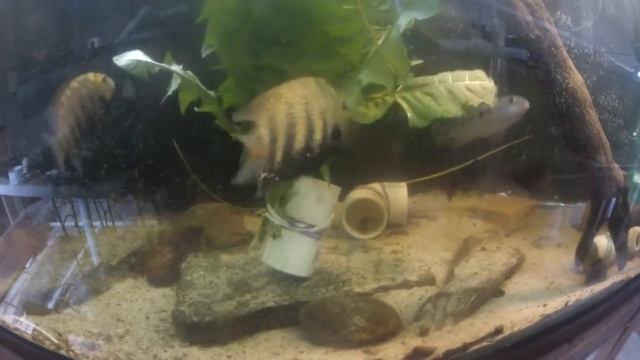 Etroplus eating dandilions смотреть онлайн