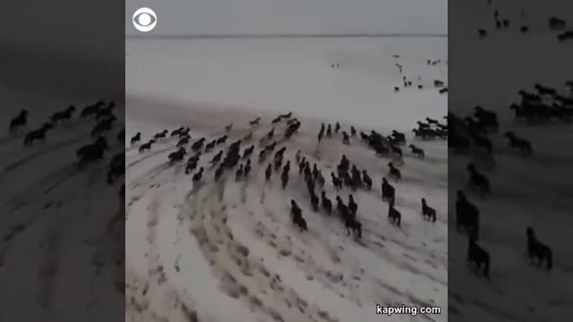 Свободные лошади бегут в заснеженной степи смотреть онлайн