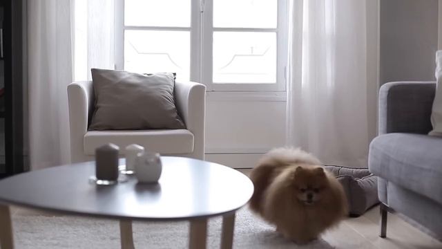 Royal Canin | Indoor Life (Lifestyle Health Nutrition) смотреть онлайн