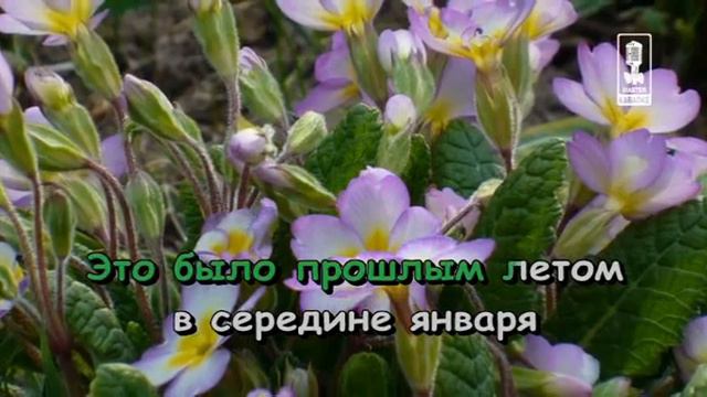Детские Лев И Брадобрей смотреть онлайн