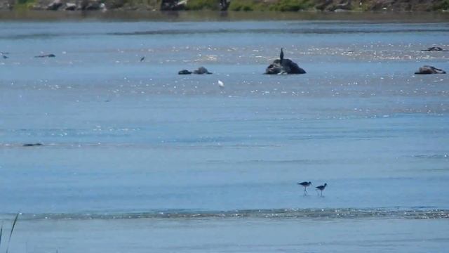 Nikon Coolpix L830 video test 1080p смотреть онлайн