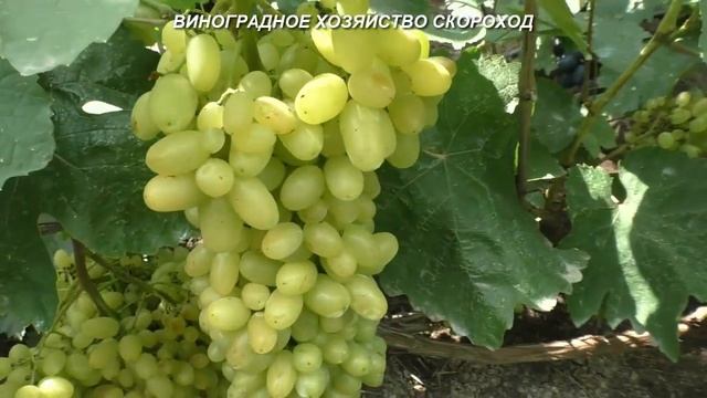 Сорта винограда 2020. Гелиодор - крупногроздый красавец смотреть онлайн