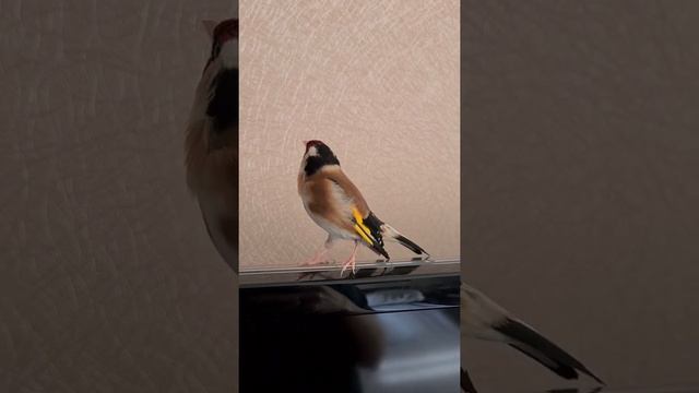 Привет-привет! Говорящий щегол) набрался звуков от попугая) смотреть онлайн