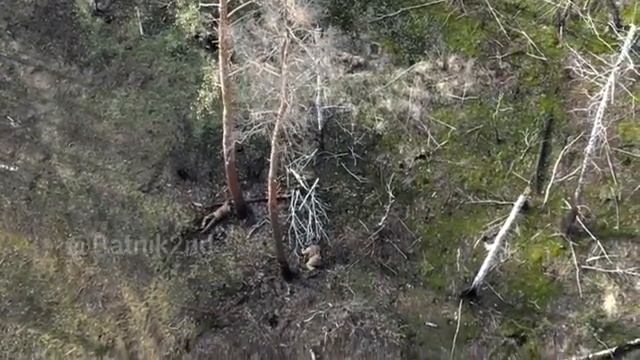 Удивительные Приключения Украинских Военных В Лесах под Кременной смотреть онлайн