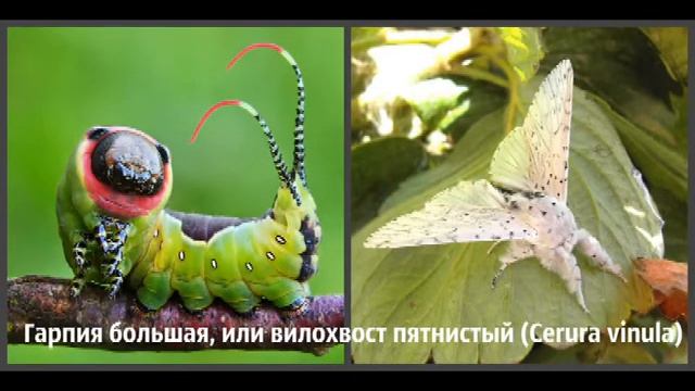 Была гусенецей - стала бабочкой Необычные превращения смотреть онлайн