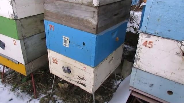 Игорь, как у тебя пчелы зимуют ? - теплая зима и зимовка бакфаст на воле в Подмосковье