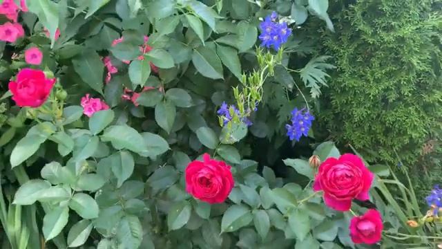 Роза « СОУЛ» смотреть онлайн