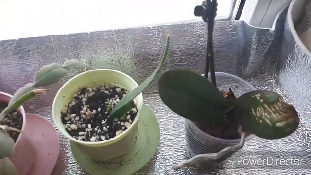 Кто же кушает Аглаонему?/Мои комнатные цветы в мае(часть) смотреть онлайн