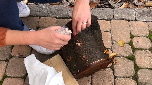 Опеньки в саду. Як легко виростити з міцелію власноруч? смотреть онлайн