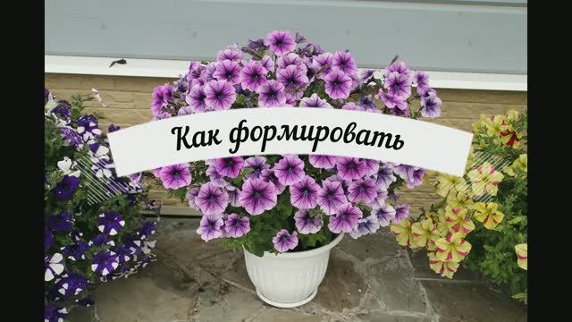 Когда прищипывать петунии.Черенкование верхушек. смотреть онлайн