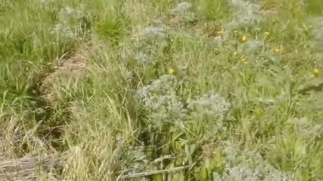 Она покинула этот бренный мир, но дала жизнь детям. смотреть онлайн
