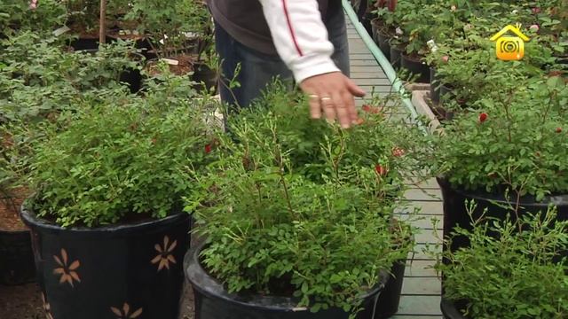 Сорта и выбор роз