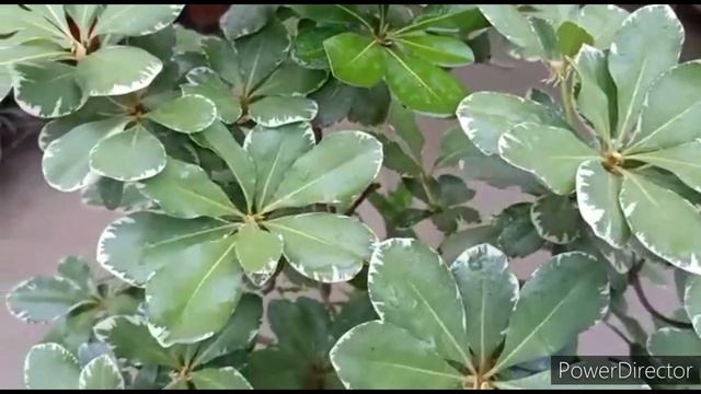Pittosporum- Best Perennial plant for Summers//Care & Repotting with 8 months update смотреть онлайн