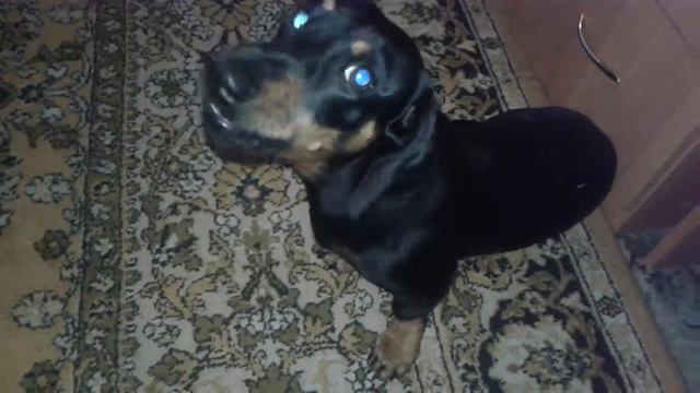 Собака поет под лабутены. смотреть онлайн