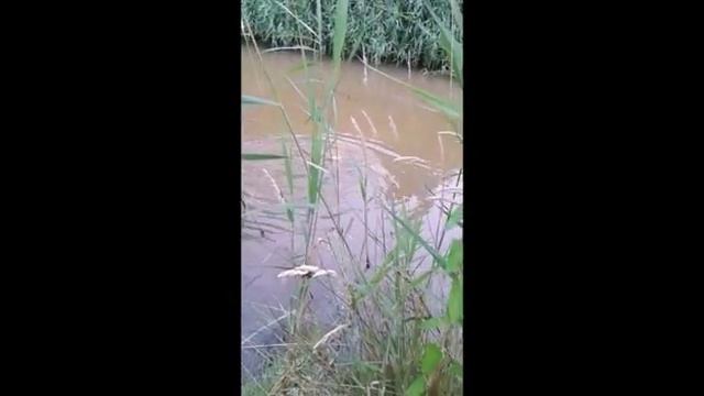 Ловля карпа на кивок смотреть онлайн