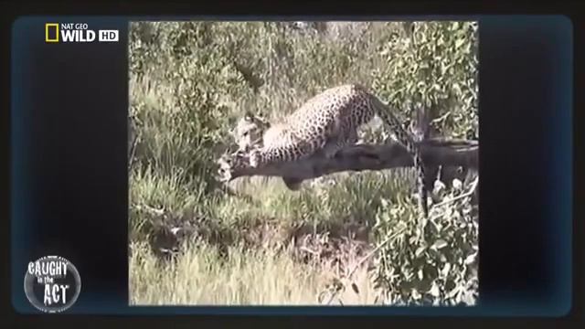 Необычное Поведение Животных смотреть онлайн