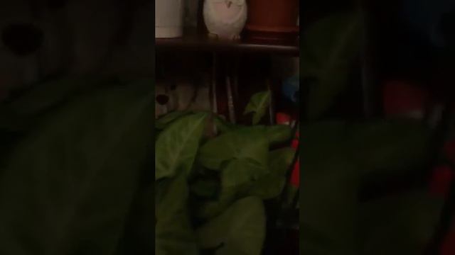 Комнатные цветы смотреть онлайн