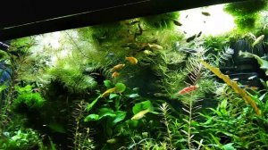 #Оксидатор своими руками. #Редокс потенциал и #Аэрация. Что общего?