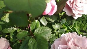 44. Роза Distant Drums / Троянда Дістант Драмс