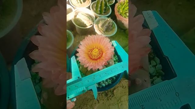 Asteria Biggest Flowers..  16 ,3, 2023