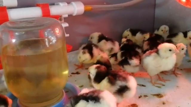 Чем пахнут цыплята? смотреть онлайн