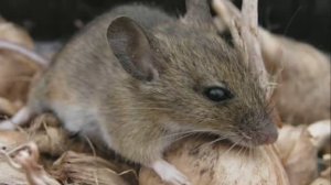 Эффективный метод защиты луковичных от грызунов. Лилии и тюльпаны теперь не пропадут