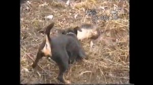 охота на лису норная,с ягдтерьером!