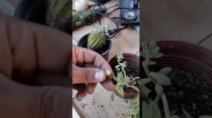 Reproducción de suculenta