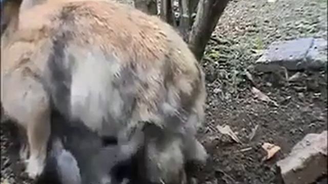Шок! Такое никогда не удавалось снять на камеру! Крольчиха рожает и...