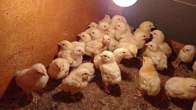 Бизнес на бройлерах, сколько нужно комбикорма для одного бройлера, подробный расчёт комбикорма смотреть онлайн