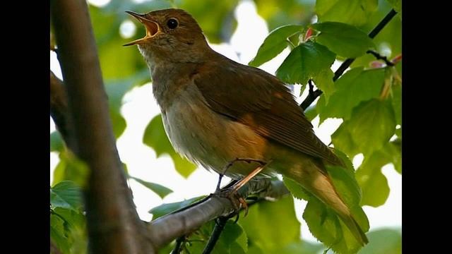 Пение соловья в природе. ( качественного звука) . Nightingale singing in nature смотреть онлайн