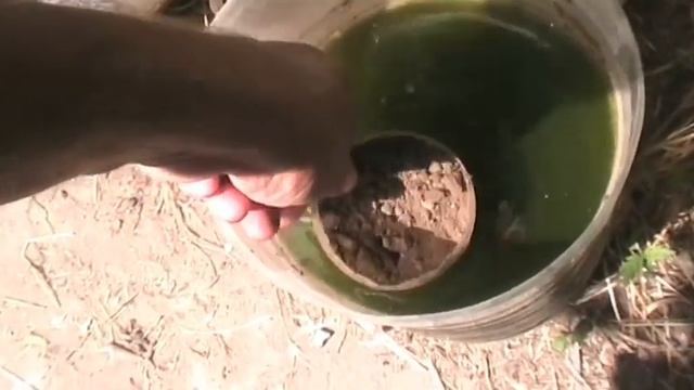 Как я сажаю абрикос из косточки 4 июля смотреть онлайн